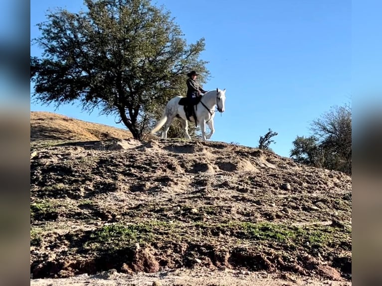 Quarter horse américain Hongre 9 Ans Gris pommelé in Weatherford TX