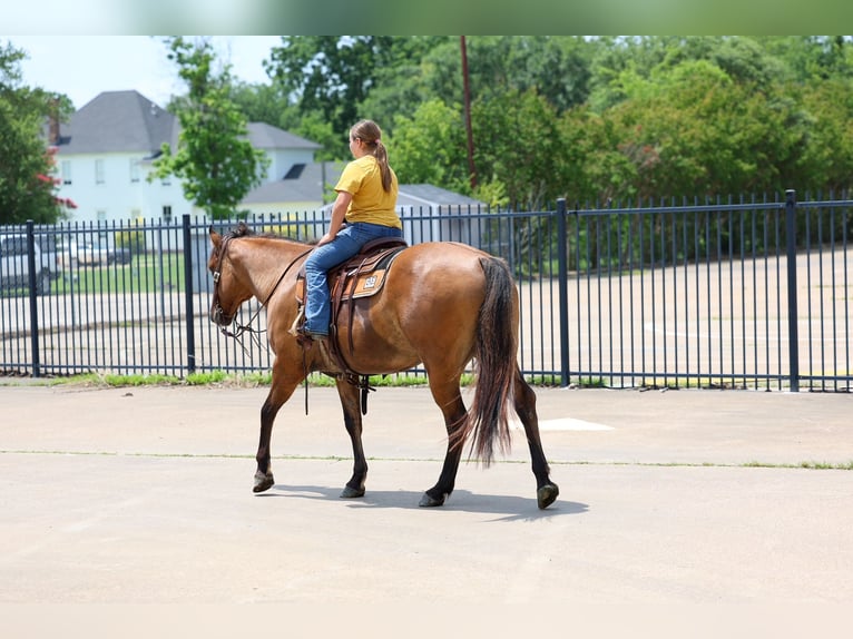 Quarter horse américain Hongre 9 Ans Isabelle in Terrell