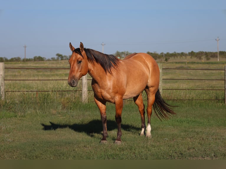Quarter horse américain Hongre 9 Ans Isabelle in Ripley