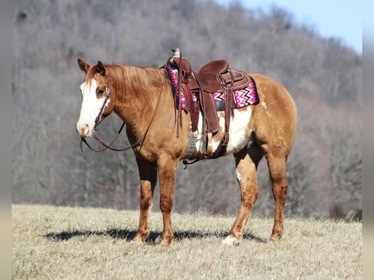 Quarter horse américain Hongre 9 Ans Isabelle in Brodhead, KY