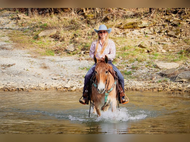 Quarter horse américain Hongre 9 Ans Isabelle in Hillsboror KY