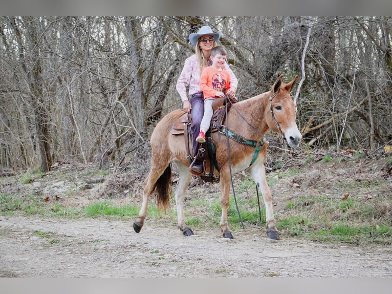 Quarter horse américain Hongre 9 Ans Isabelle in Hillsboror KY