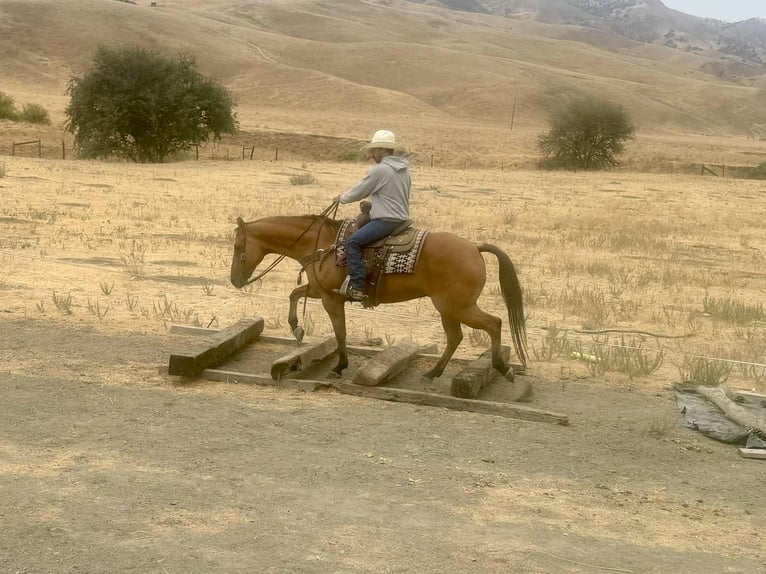 Quarter horse américain Hongre 9 Ans Isabelle in Paicines, CA