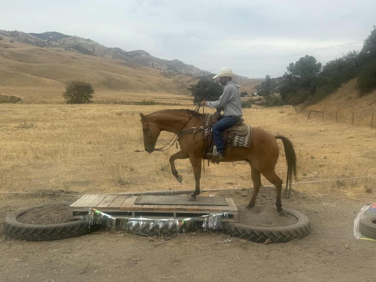 Quarter horse américain Hongre 9 Ans Isabelle in Paicines, CA