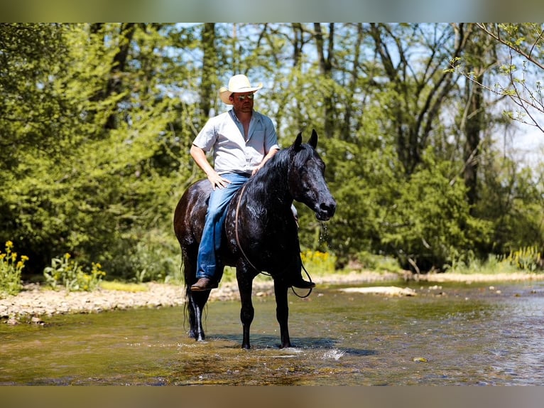 Quarter horse américain Hongre 9 Ans Noir in Santa Fe