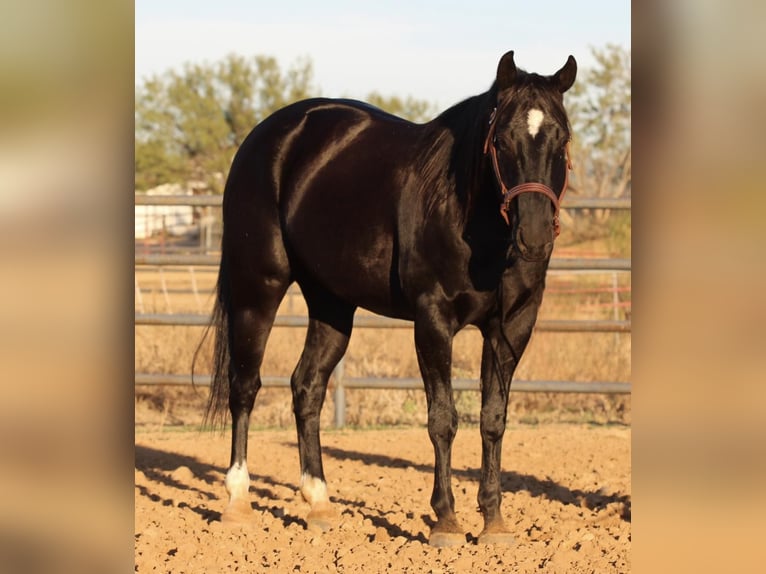 Quarter horse américain Hongre 9 Ans Noir in Breckenridge TX