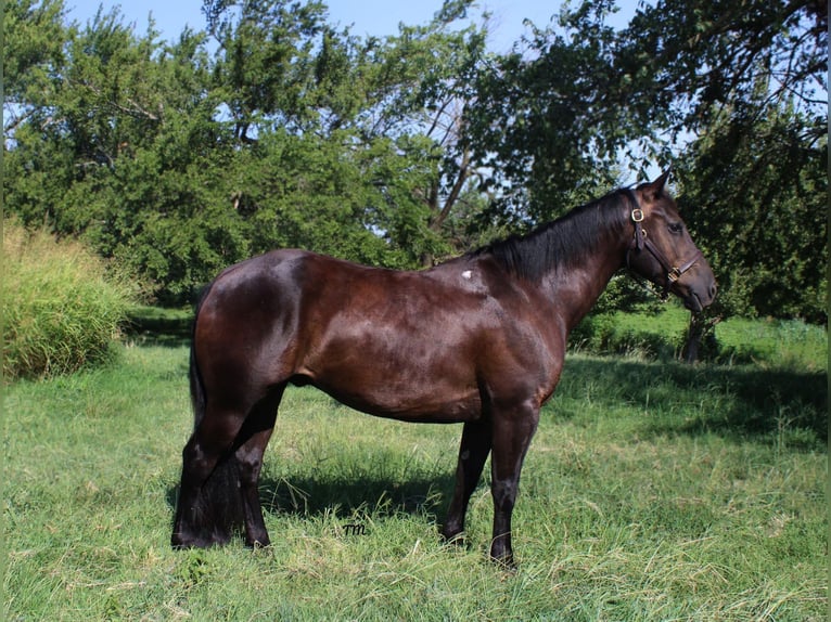 Quarter horse américain Hongre 9 Ans Noir in STILLWATER, OK