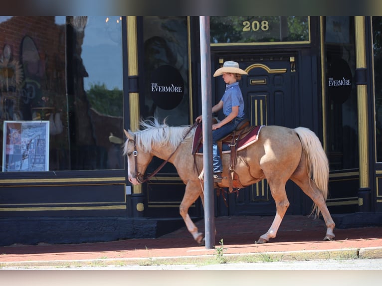 Quarter horse américain Hongre 9 Ans Palomino in Ripley