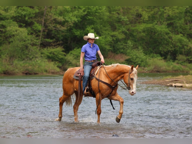 Quarter horse américain Hongre 9 Ans Palomino in Clarion