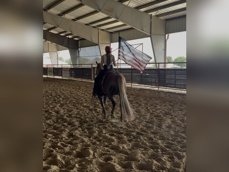 Quarter horse américain Hongre 9 Ans Palomino in Ponder, TX