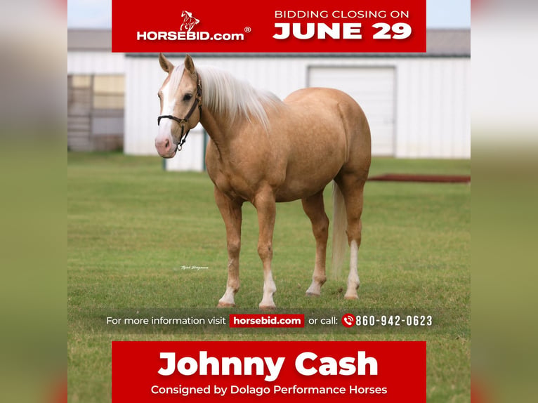 Quarter horse américain Hongre 9 Ans Palomino in Ripley