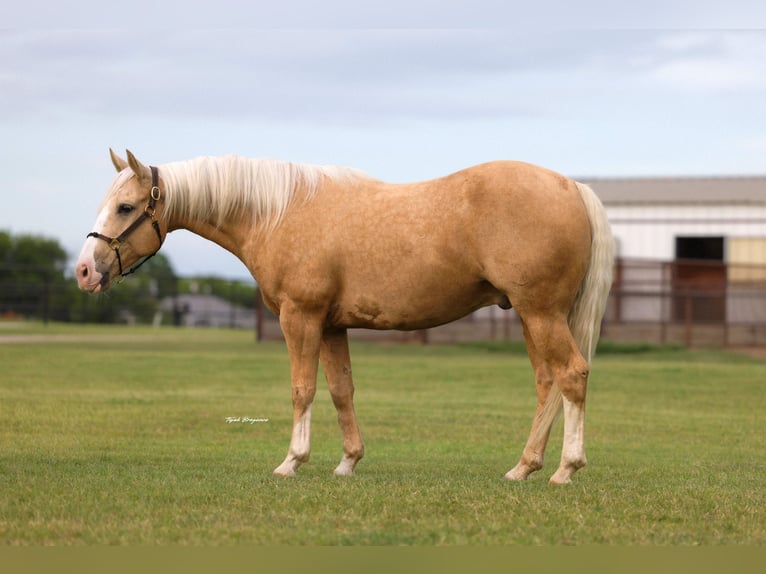 Quarter horse américain Hongre 9 Ans Palomino in Ripley