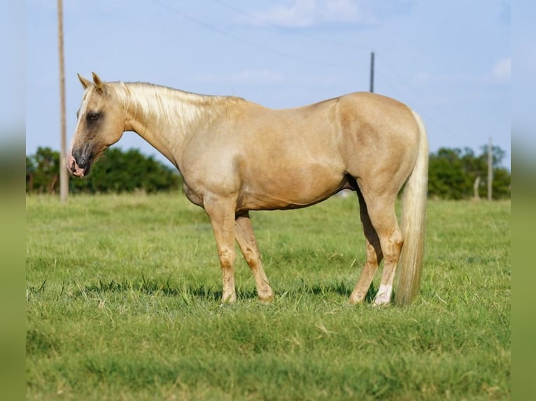 Quarter horse américain Hongre 9 Ans Palomino in Waco
