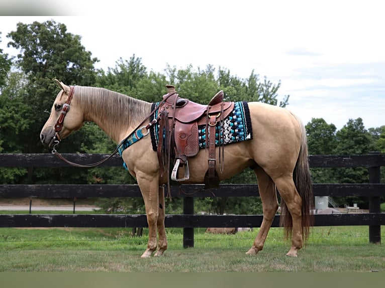 Quarter horse américain Hongre 9 Ans Palomino in Dundee, OH