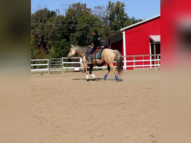Quarter horse américain Hongre 9 Ans Palomino in Dundee, OH
