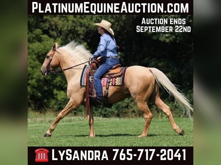 Quarter horse américain Hongre 9 Ans Palomino in Brodhead, KY