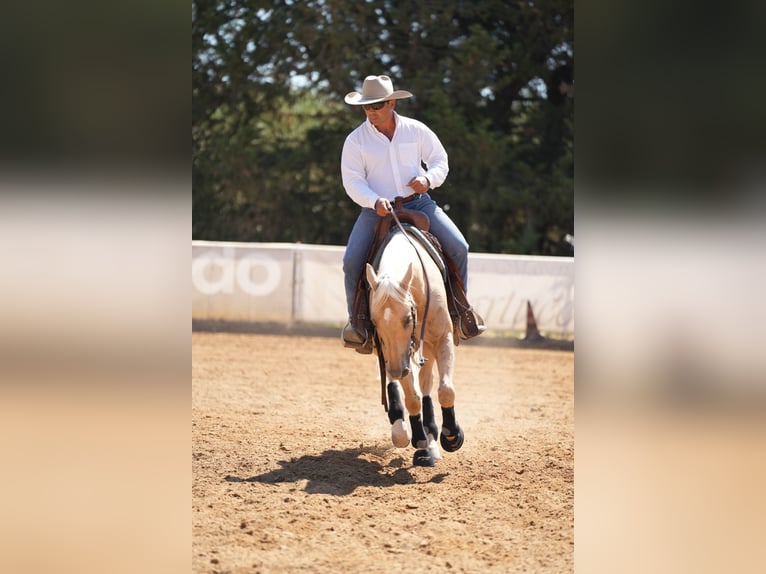 Quarter horse américain Hongre 9 Ans Palomino in Sogliano Cavour