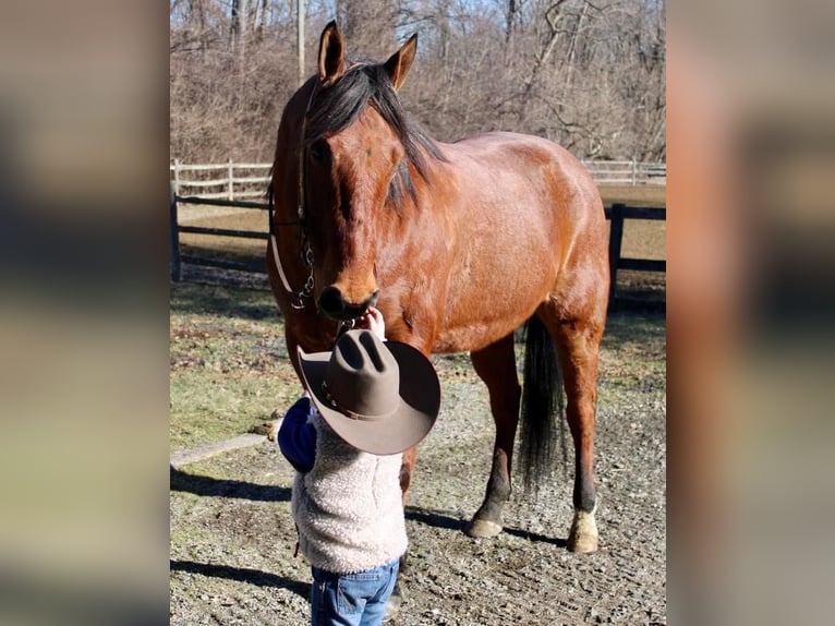 Quarter horse américain Croisé Hongre 9 Ans Roan-Bay in Allentown, NJ