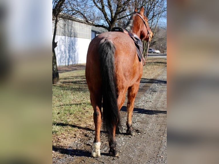 Quarter horse américain Croisé Hongre 9 Ans Roan-Bay in Allentown, NJ