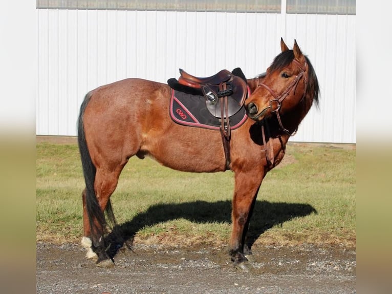 Quarter horse américain Croisé Hongre 9 Ans Roan-Bay in Allentown, NJ