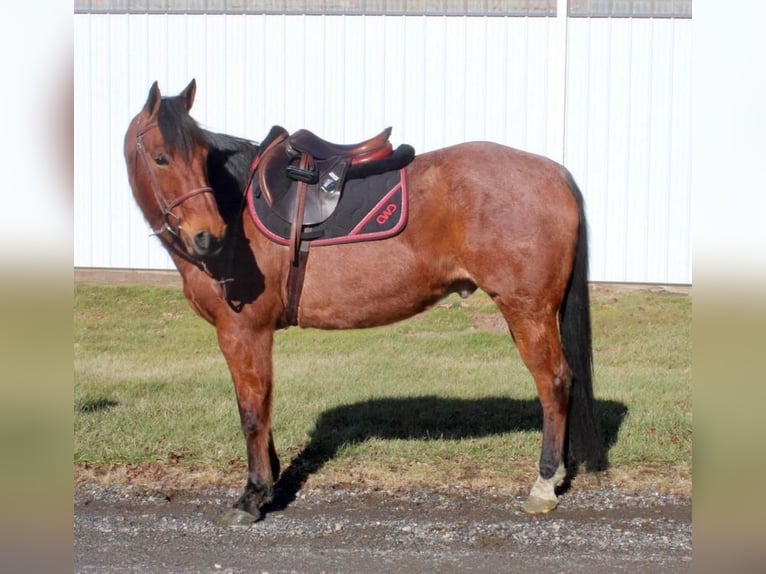 Quarter horse américain Croisé Hongre 9 Ans Roan-Bay in Allentown, NJ