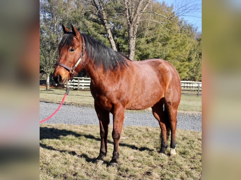 Quarter horse américain Croisé Hongre 9 Ans Roan-Bay in Allentown, NJ