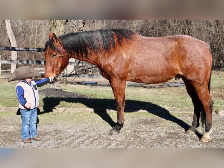 Quarter horse américain Croisé Hongre 9 Ans Roan-Bay in Allentown, NJ