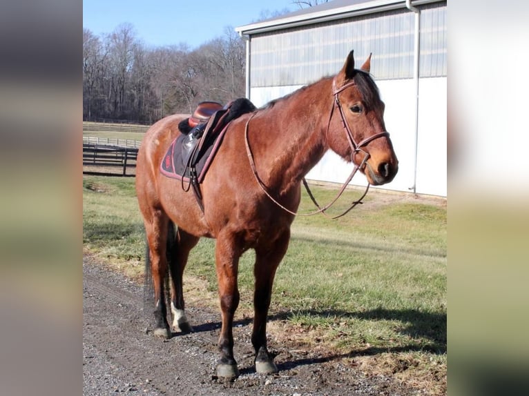 Quarter horse américain Croisé Hongre 9 Ans Roan-Bay in Allentown, NJ