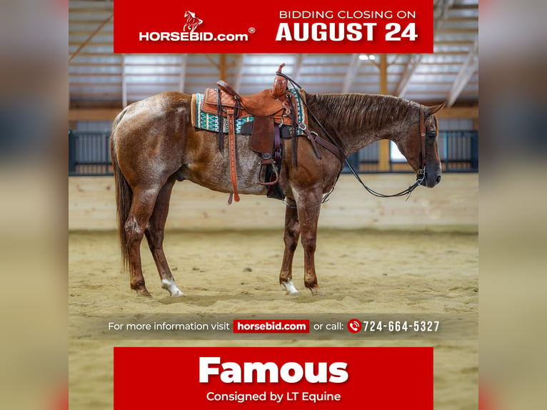 Quarter horse américain Hongre 9 Ans Rouan Rouge in Clarion