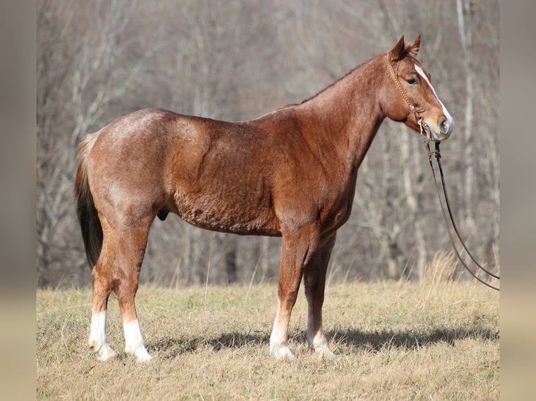 Quarter horse américain Hongre 9 Ans Rouan Rouge in Brodhead KY