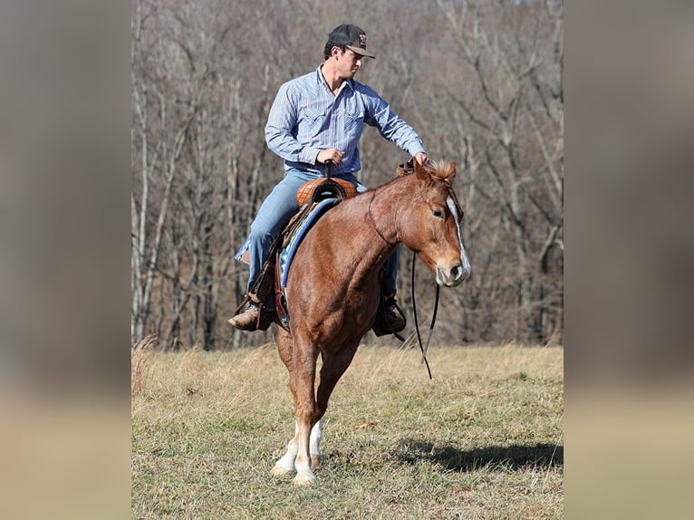 Quarter horse américain Hongre 9 Ans Rouan Rouge in Brodhead KY