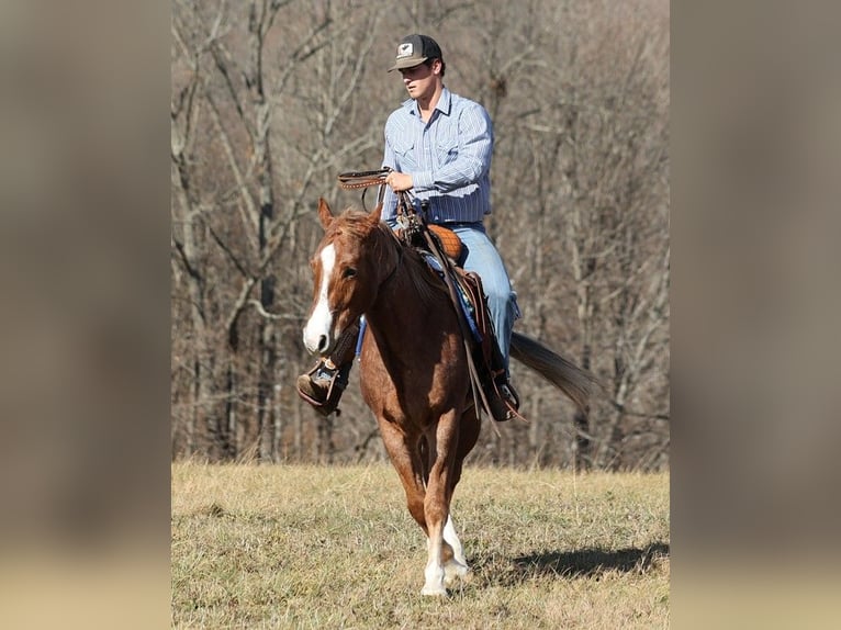Quarter horse américain Hongre 9 Ans Rouan Rouge in Brodhead KY