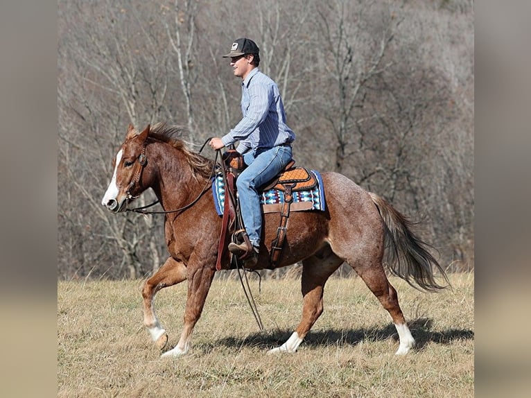 Quarter horse américain Hongre 9 Ans Rouan Rouge in Brodhead KY