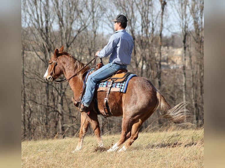 Quarter horse américain Hongre 9 Ans Rouan Rouge in Brodhead KY