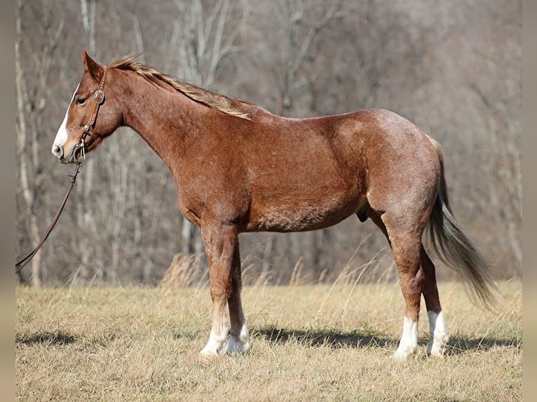 Quarter horse américain Hongre 9 Ans Rouan Rouge in Brodhead KY