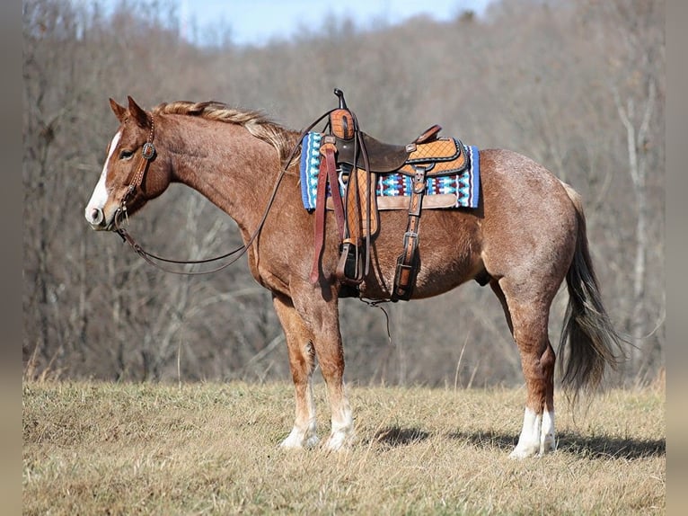 Quarter horse américain Hongre 9 Ans Rouan Rouge in Brodhead KY