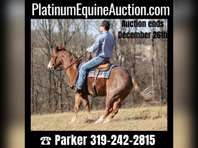 Quarter horse américain Hongre 9 Ans Rouan Rouge in Brodhead KY