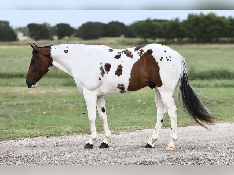 Quarter horse américain Hongre 9 Ans Tobiano-toutes couleurs in Granbury TX