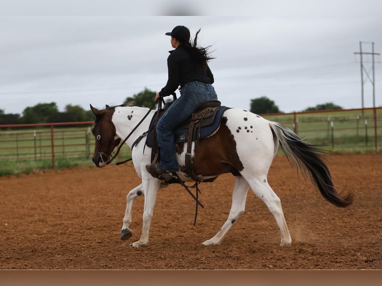 Quarter horse américain Hongre 9 Ans Tobiano-toutes couleurs in Granbury TX
