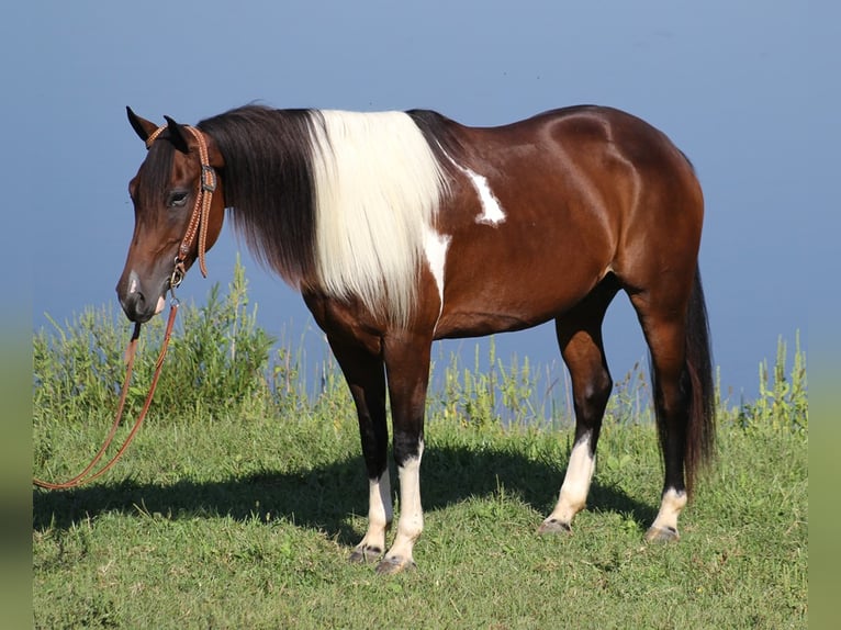 Quarter horse américain Hongre 9 Ans Tobiano-toutes couleurs in Whitley City KY