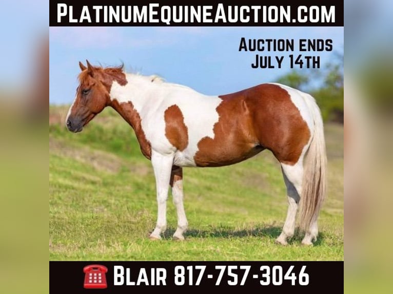 Quarter horse américain Jument 10 Ans 135 cm Tobiano-toutes couleurs in Weatherford TX