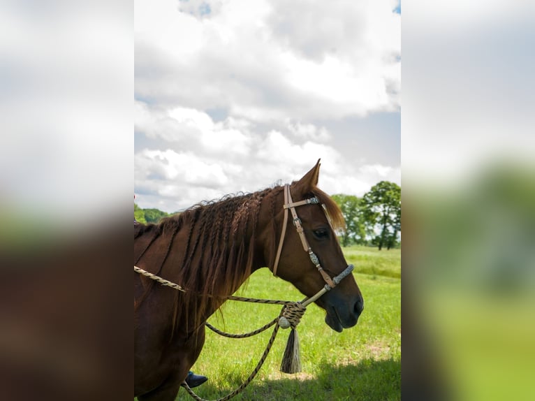 Quarter horse américain Jument 10 Ans 142 cm Bai in Fort worth Texas