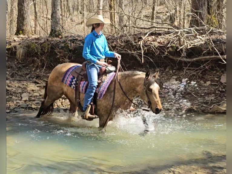 Quarter horse américain Jument 10 Ans 142 cm Buckskin in Robards, KY