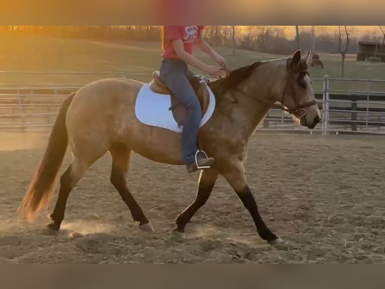 Quarter horse américain Jument 10 Ans 142 cm Buckskin in Robards, KY
