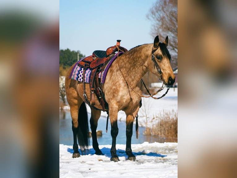 Quarter horse américain Jument 10 Ans 142 cm Buckskin in Robards, KY