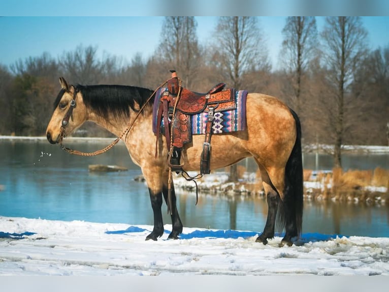 Quarter horse américain Jument 10 Ans 142 cm Buckskin in Robards, KY