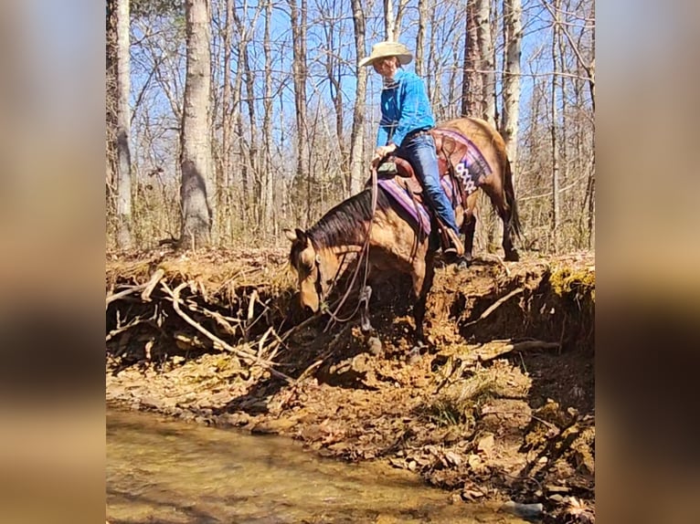 Quarter horse américain Jument 10 Ans 142 cm Buckskin in Robards, KY