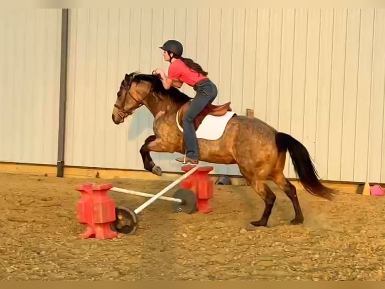 Quarter horse américain Jument 10 Ans 142 cm Buckskin in Robards, KY