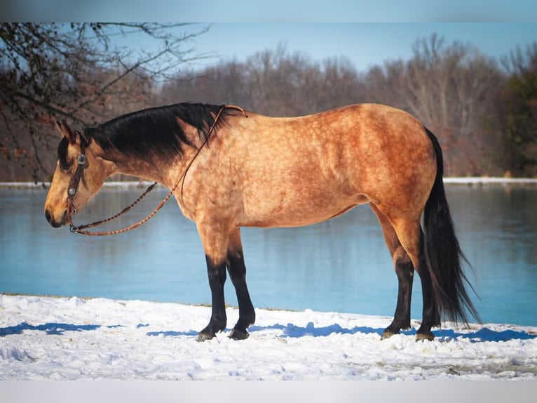 Quarter horse américain Jument 10 Ans 142 cm Buckskin in Robards, KY