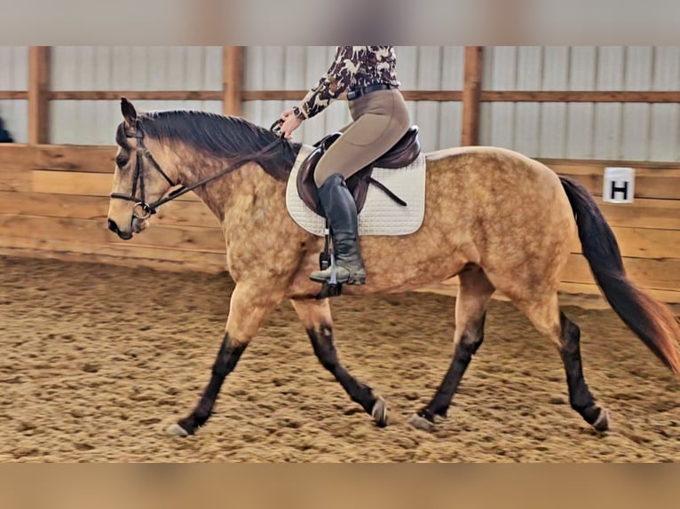 Quarter horse américain Jument 10 Ans 142 cm Buckskin in Robards, KY